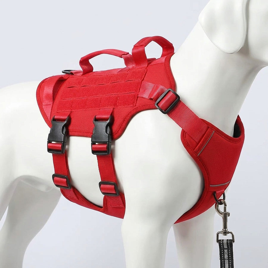 Leash clipped to the front chest ring of the harness