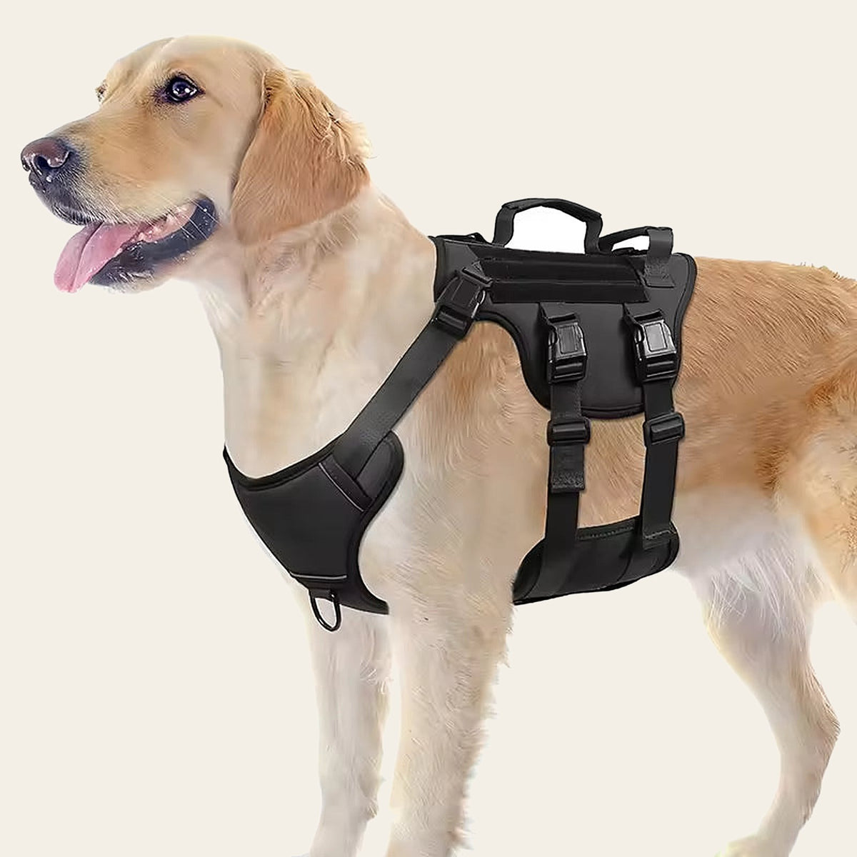 Golden retriever wearing the black Hauloft tactical harness with two grab handles