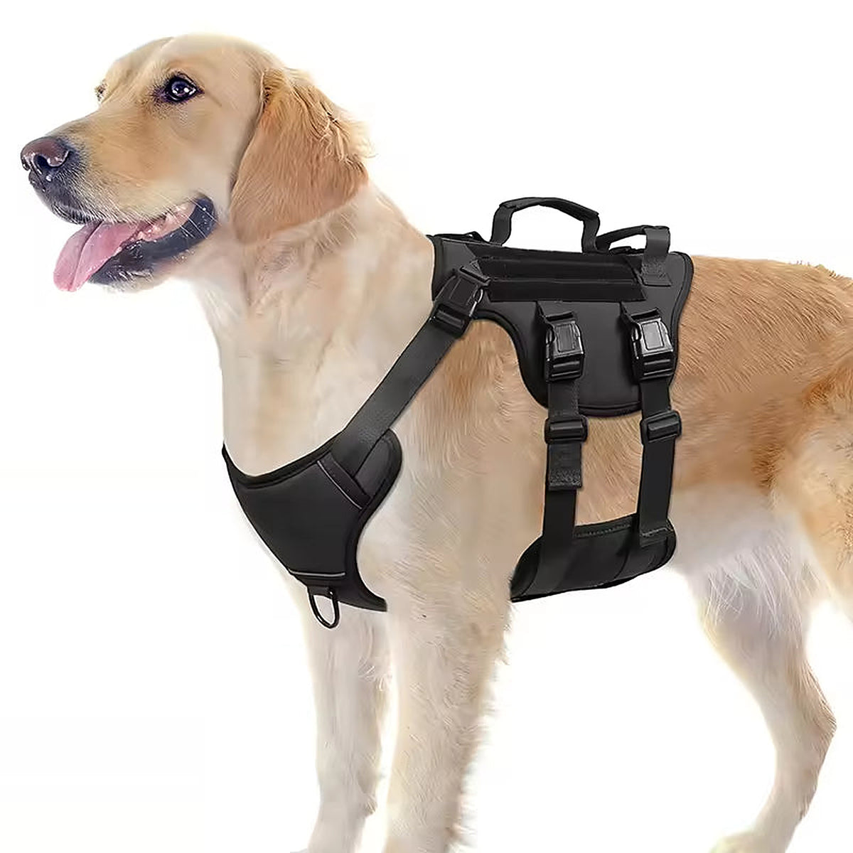 Golden retriever wearing the black Hauloft tactical dog harness with top grab handles and quick-release buckles