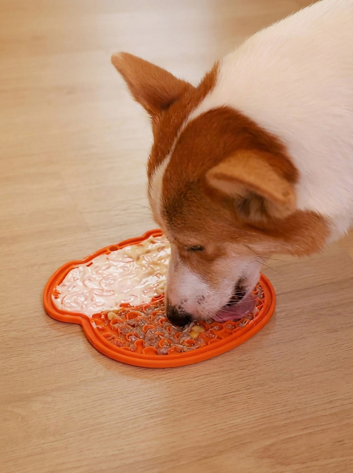 Corgi eating from the Hauloft lick mat on the floor