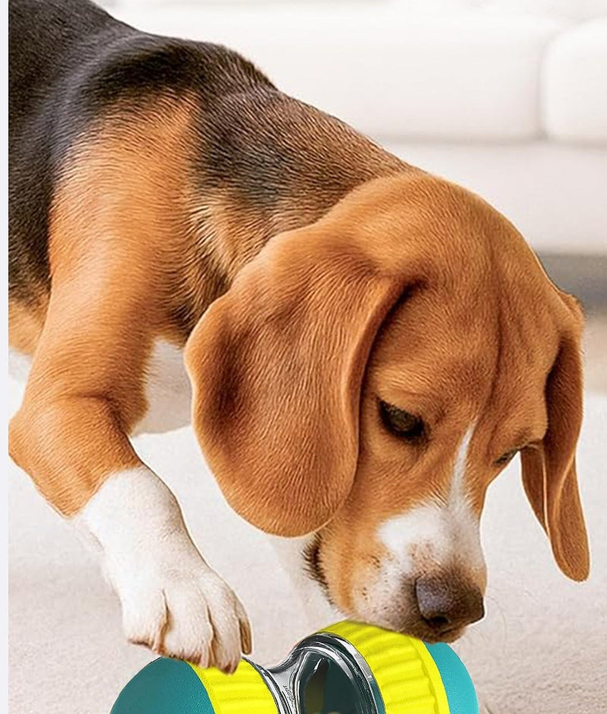 Beagle nosing the Hauloft treat puzzle ball on the carpet