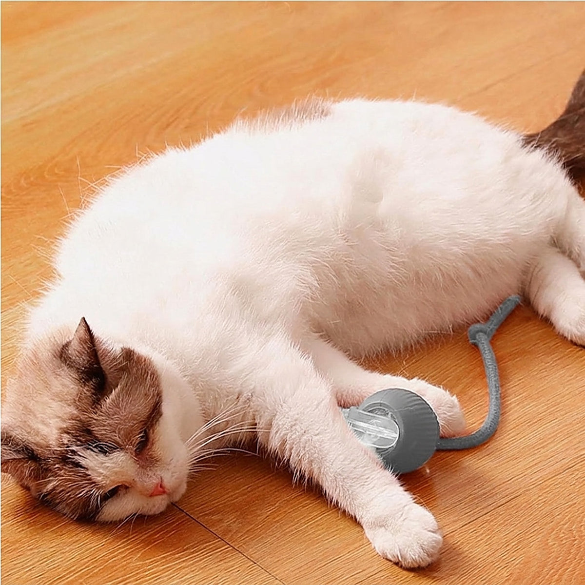 Cat resting on a wood floor next to the gray Hauloft rolling cat ball