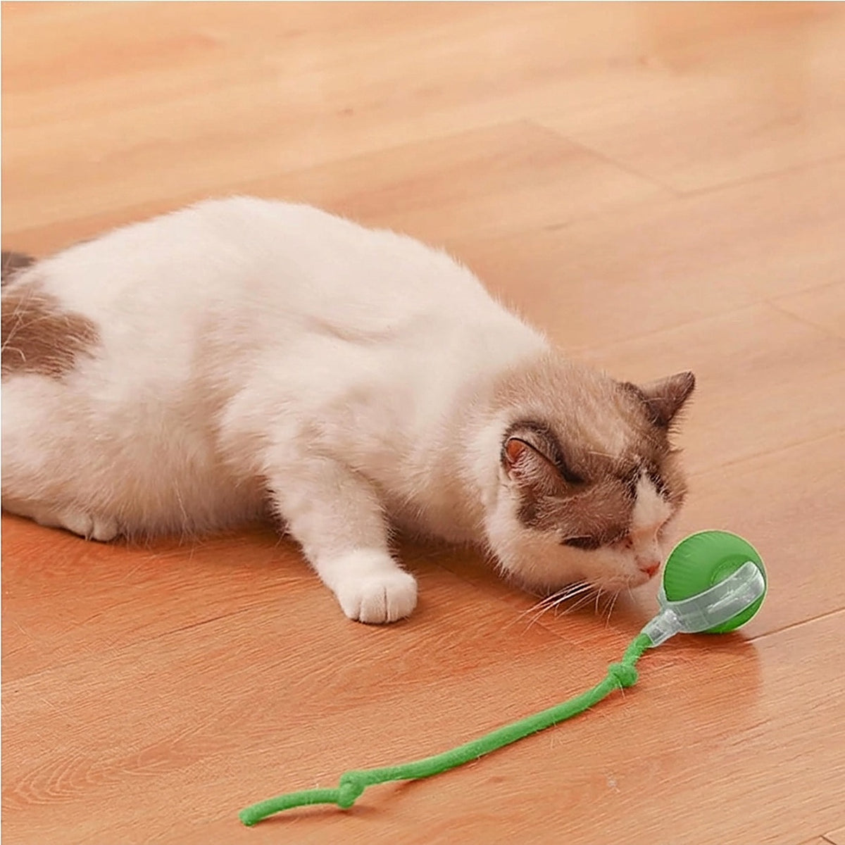 Cat playing with the green Hauloft rolling cat ball on a wood floor