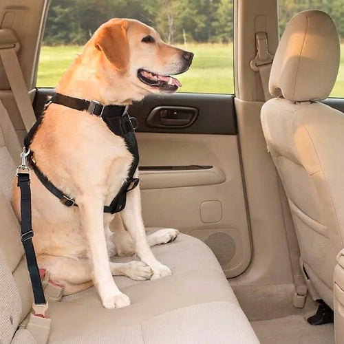 Labrador in the back seat wearing a harness clipped to the Hauloft dog seat belt