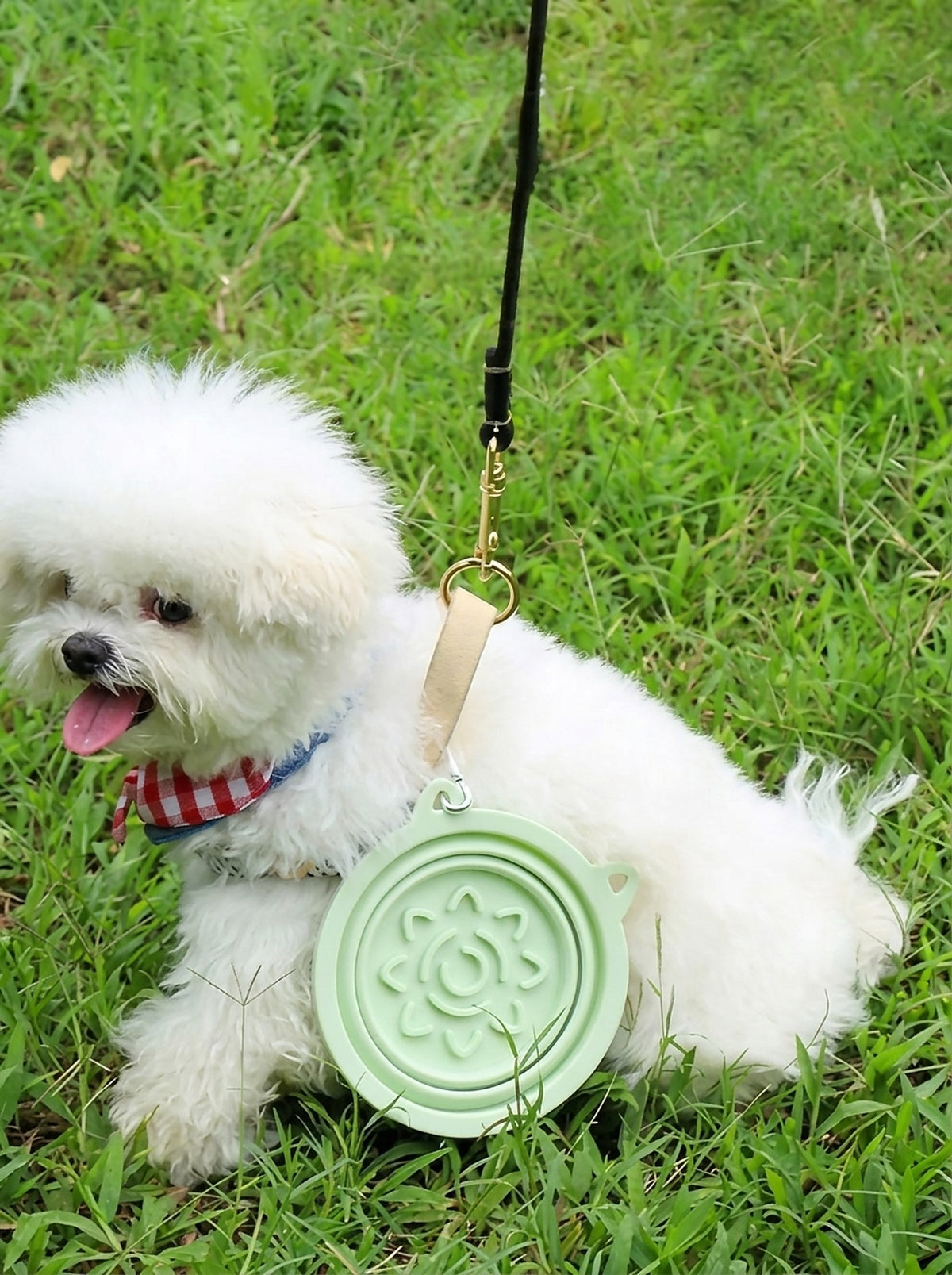 Hauloft travel bowl clipped to a dog harness with the carabiner
