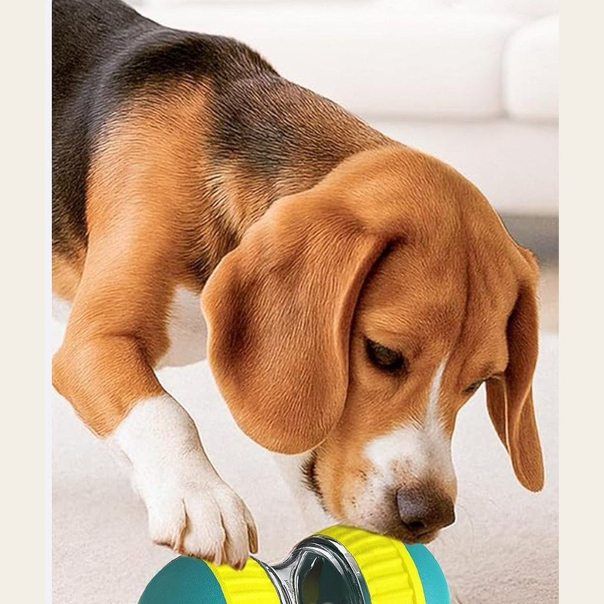 Beagle nosing the Hauloft treat puzzle ball on the carpet